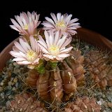 Gymnocalycium mihanovichii v. ©JLcoll.1940.jpg